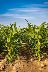 young corn in a field against the sky