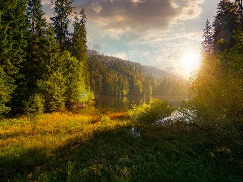 lake among the spruce forest at sunset. stunning nature scenery in carpathian mountains. sunny summer weather with clouds on the sky in evening light. popular travel destination