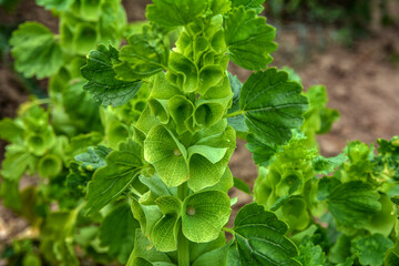 Bells-of-Ireland (Moluccella laevis).