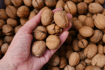 Walnuts with shells in hand. Filled background. Walnuts texture. Abstract nuts heap pattern background