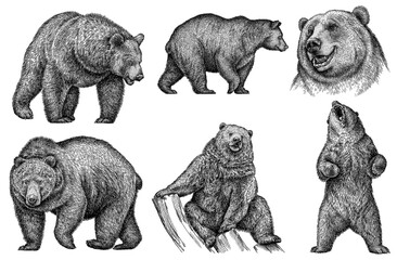 Vintage engrave isolated bear set illustration ink sketch. Wild brown bear background grizzly art - obrazy, fototapety, plakaty