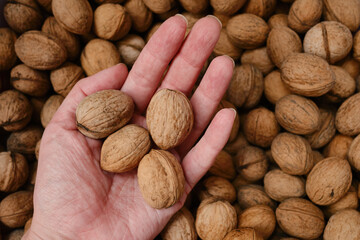 Walnuts with shells in hand. Filled background. Walnuts texture. Abstract nuts heap pattern background