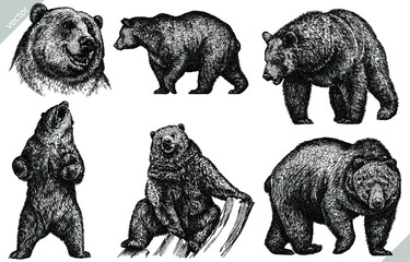 Vintage engrave isolated bear set illustration ink sketch. Wild brown bear background grizzly vector art - obrazy, fototapety, plakaty