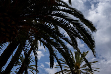 Sylwetki drzew palmowych na tle błękitnego nieba. 