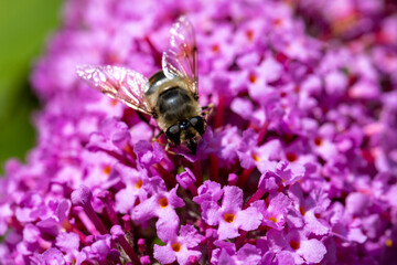 Close up of a western or european honey bee, Apis mellifera, feeding nector on a purple Buddleia, Buddleja sp, in a Belgian garden. High quality photo