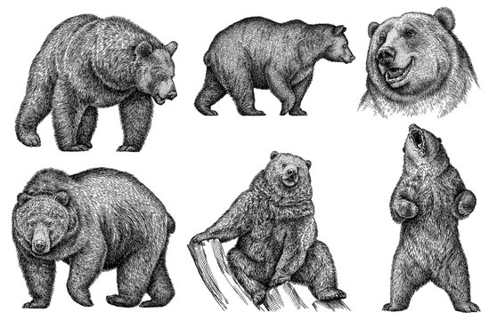 Vintage engrave isolated bear set illustration ink sketch. Wild brown bear background grizzly art