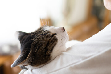 猫を抱く　キジトラ白