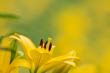 Fototapeta na wymiar 黄色いユリの花