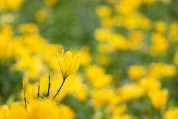 Obraz premium 黄色いユリの花