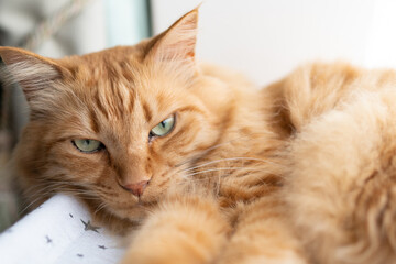 くつろぐ猫　茶トラ猫