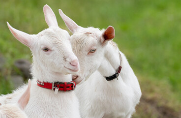 Obraz premium 可愛いヤギ