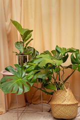 Still life with plants on a brown curtains background.