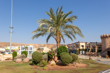Fototapeta premium Egypt, Sharm El Sheikh - July 02, 2022: A garden with palm tree and tropical flowers in Sharm El Sheikh in Egypt.