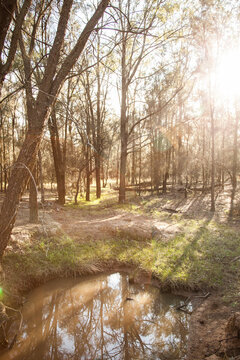 Sunlight shining through casuarina trees by a creek