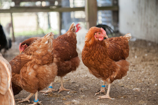 Isa brown hens standing in the chook yard