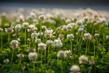 Patch of flowering clover by the roadside