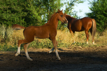 Full length photo of a small red Welsh pony
