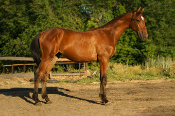 A crossbred Trakehner foal of bay color stands in an conformation stance
