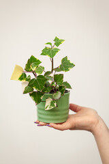 Hand holding pot with Senecio macroglossus plant, the Natal ivy or wax ivy.