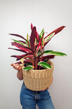 Girl holding Stromanthe tricolor pot plant against white wall background.