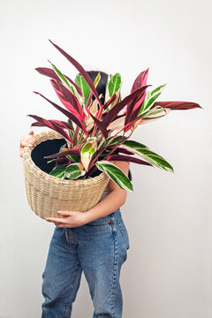 Girl holding Stromanthe tricolor pot plant against white wall background.
