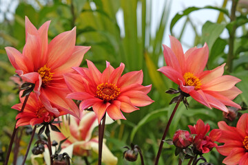 Dahlia 'Waltzing Mathilda' in flower.