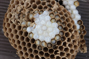 벌집, 말벌집, 벌, 꿀벌, 벌통, 애벌레 beehive, wasp, bee, bee, hive, larva