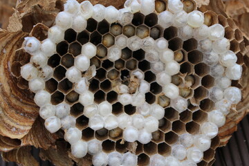 벌집, 말벌집, 벌, 꿀벌, 벌통, 애벌레 beehive, wasp, bee, bee, hive, larva