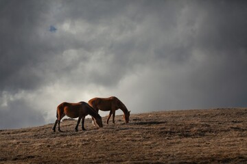 Fototapeta na wymiar Don breed-golden horse on the field with dark sky.
