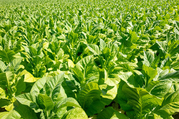 close up on Tobacco plants