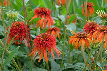 Burnt orange Echinacea 'Hot Papaya'  in flower