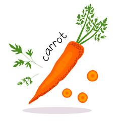 Vector illustration of a ripe carrot with leaves and an inscription in a flat style on a white background.