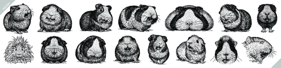 Vintage engrave isolated guinea pig set illustration ink sketch. Hamster background mouse vector art