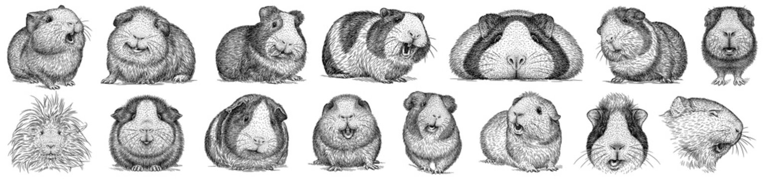 Vintage engrave isolated guinea pig set illustration ink sketch. Hamster background mouse art