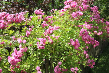 Obraz premium pink and white flowers in garden, summer scenery background
