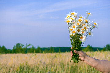 Flowers. the girl is holding a red bouquet of wild daisies. summer meadows, fields and blue sky with white clouds. A concept for a birthday and a holiday. Close-up. Postcard.
