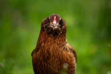 Auaucana hen in summer nature background