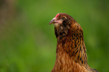 Auaucana hen in summer nature background