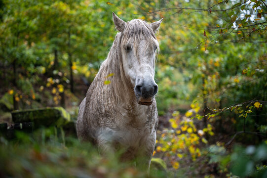 Wild Gerano horse in the lush forests at Peneda-Gerês National Park in Portugal