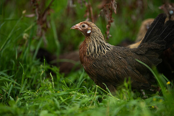 Hen in green nature background