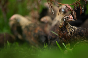Hen in green nature background