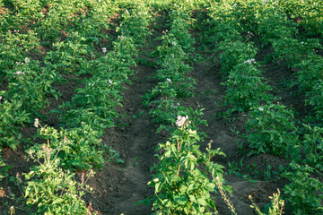 potato fields. they grow in the ground. collective farm farming, agriculture. agricultural land. potato.
