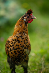 Appenzell pointed hood cock in nature background