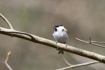 Sumpfmeise oder Nonnenmeise (Poecile palustris) mit Nistmaterial in der Oberlausitz auf  einem Baum