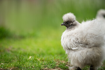 Silkie chicken in a meadow