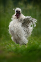 Silkie chock in a meadow