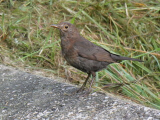 blackbird (turdus merula) in summer 