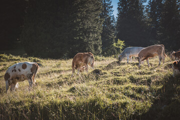 Kühe  Alm