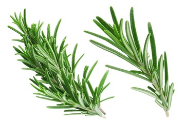 Rosemary twig and leaves isolated on white background. Collection