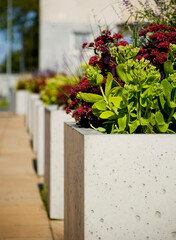Green plants in concrete flower pot close up.